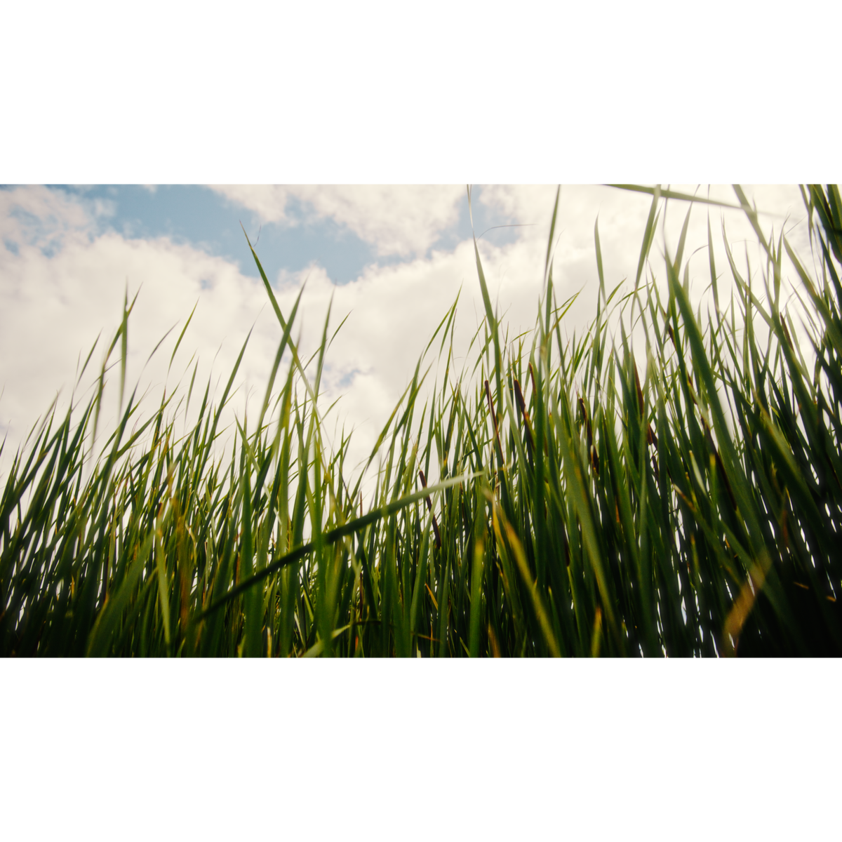 A low-angle photograph of green grass and a bright sky with white clouds.